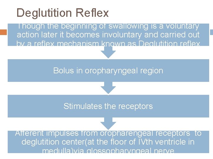 Deglutition Reflex Though the beginning of swallowing is a voluntary action later it becomes