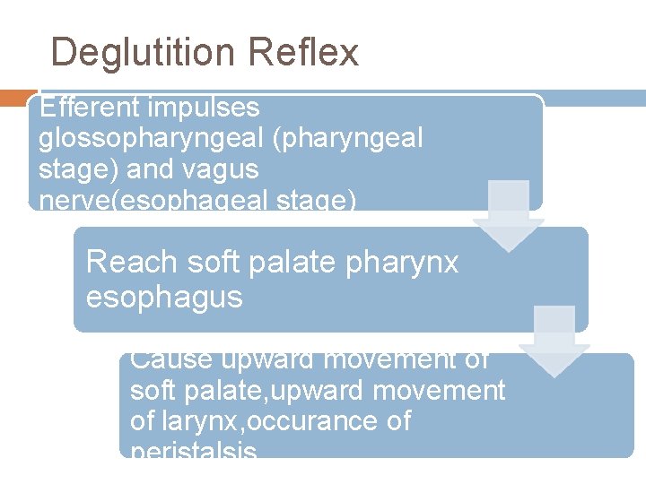 Deglutition Reflex Efferent impulses glossopharyngeal (pharyngeal stage) and vagus nerve(esophageal stage) Reach soft palate