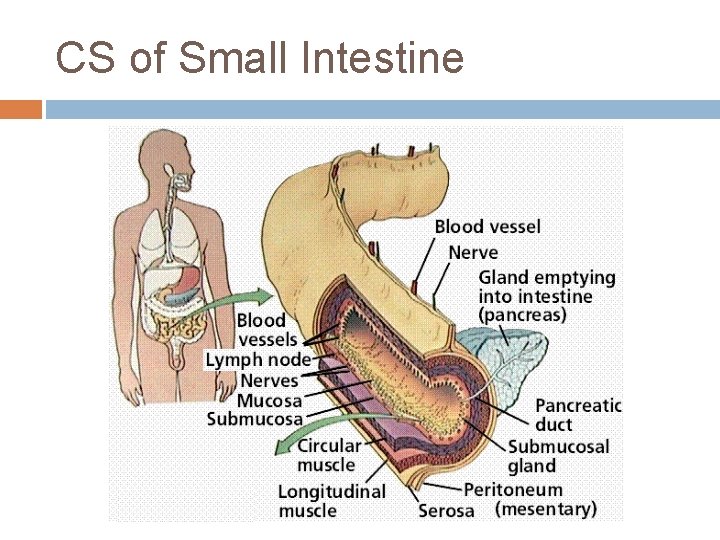 CS of Small Intestine 