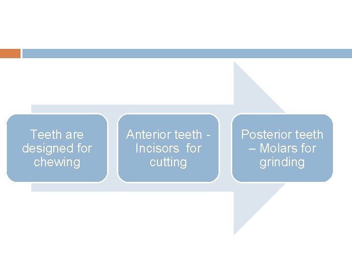 Teeth are designed for chewing Anterior teeth - Incisors for cutting Posterior teeth –