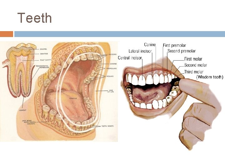 Teeth 