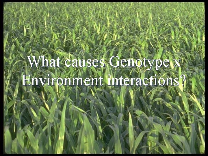 What causes Genotype x Environment interactions? 