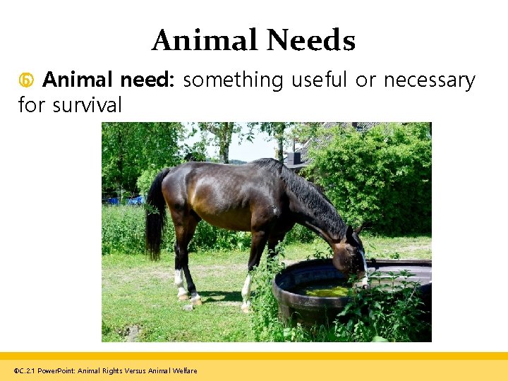 Animal Needs Animal need: something useful or necessary for survival C. 2. 1 Power.