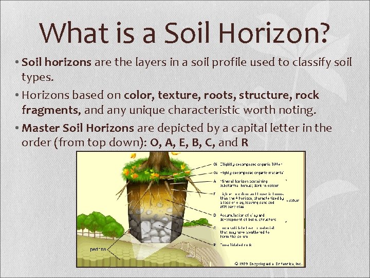 What is a Soil Horizon? • Soil horizons are the layers in a soil