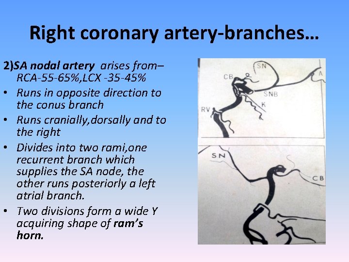 Right coronary artery-branches… 2)SA nodal artery arises from– RCA-55 -65%, LCX -35 -45% •