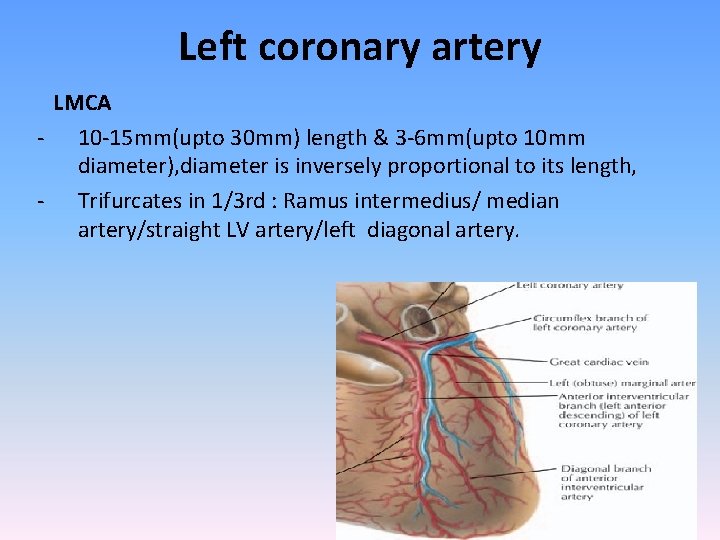 Left coronary artery LMCA - 10 -15 mm(upto 30 mm) length & 3 -6