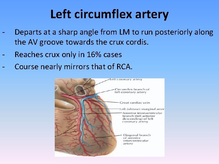 Left circumflex artery - Departs at a sharp angle from LM to run posteriorly