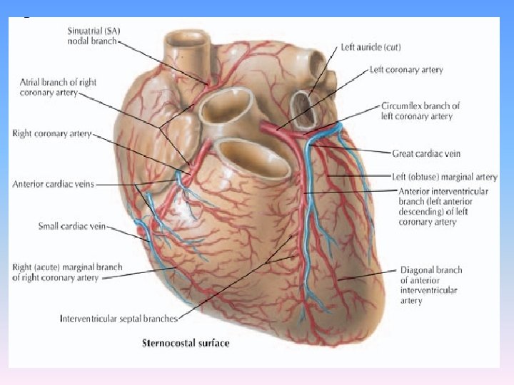 Anatomy Of The Coronary Arteries Angiographic Visualization Coronary