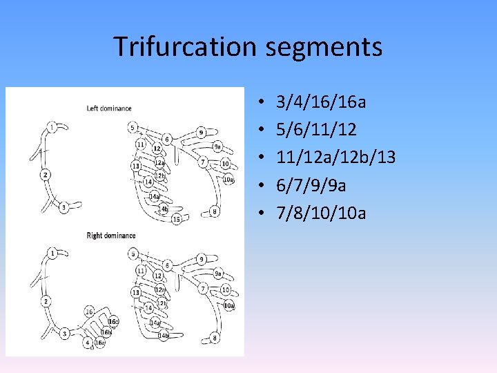 Trifurcation segments • • • 3/4/16/16 a 5/6/11/12 a/12 b/13 6/7/9/9 a 7/8/10/10 a