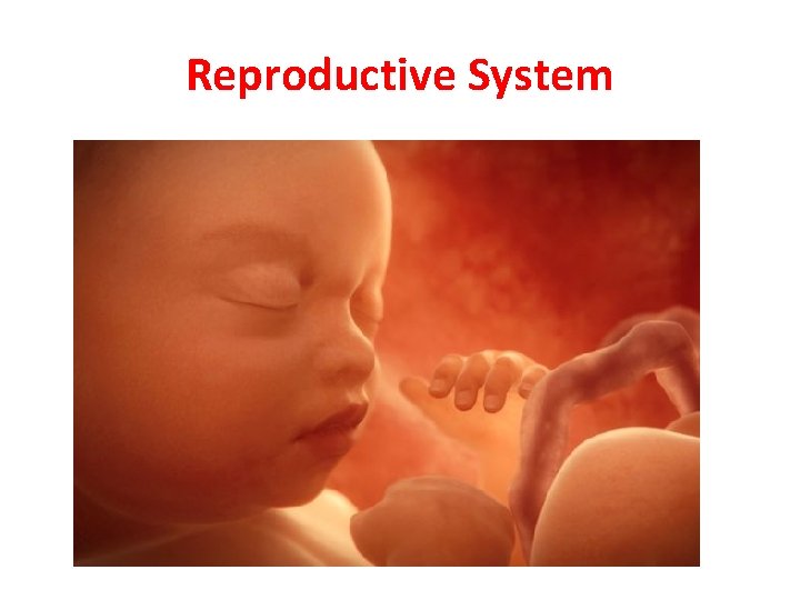 Reproductive System 