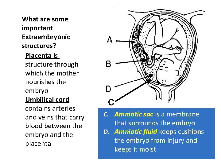 What are some important Extraembryonic structures? A. Placenta is the structure through which the
