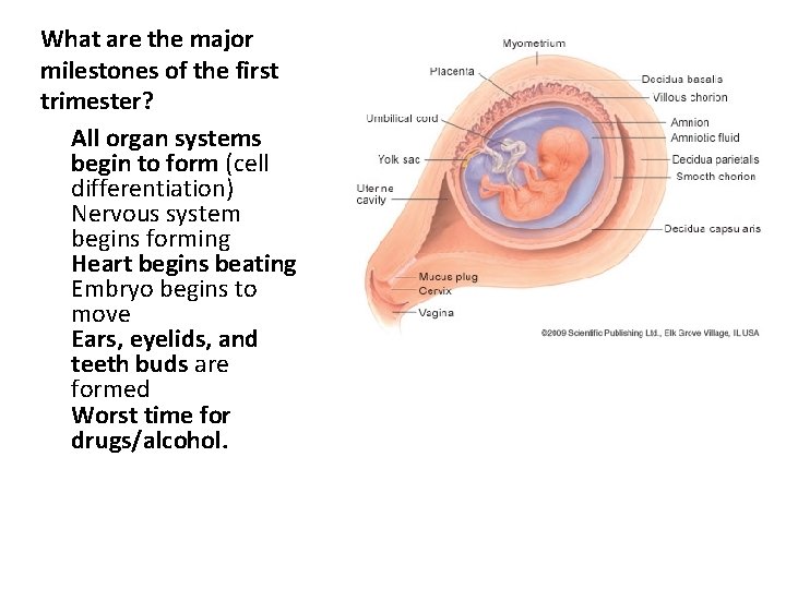 What are the major milestones of the first trimester? ü All organ systems begin