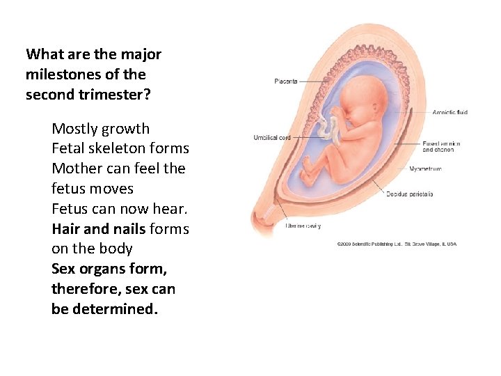 What are the major milestones of the second trimester? ü Mostly growth ü Fetal