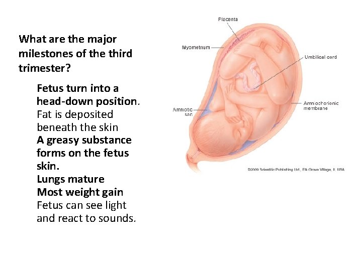 What are the major milestones of the third trimester? ü Fetus turn into a