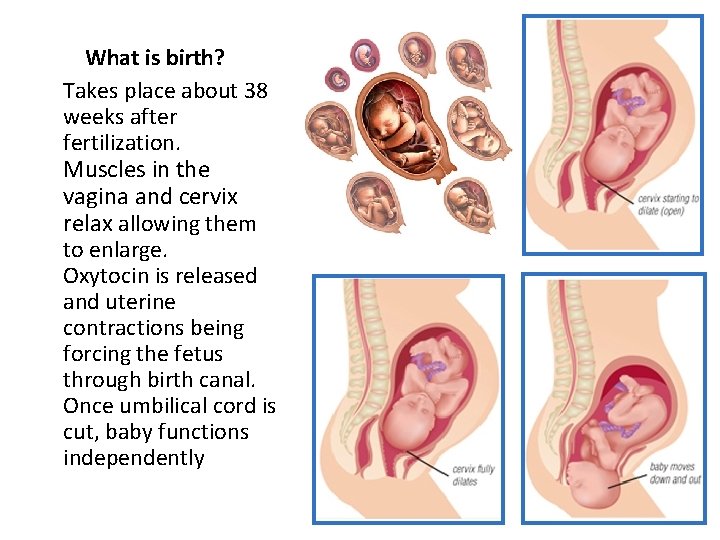 What is birth? ü Takes place about 38 weeks after fertilization. ü Muscles in