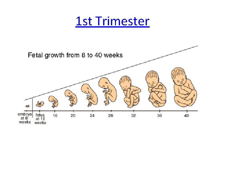 1 st Trimester 