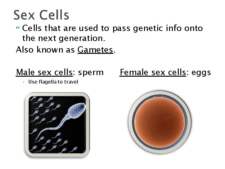 Cells that are used to pass genetic info onto the next generation. Also known
