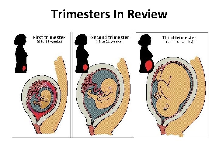 Trimesters In Review 