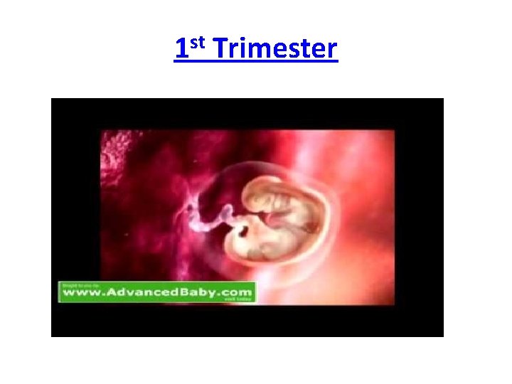 1 st Trimester 