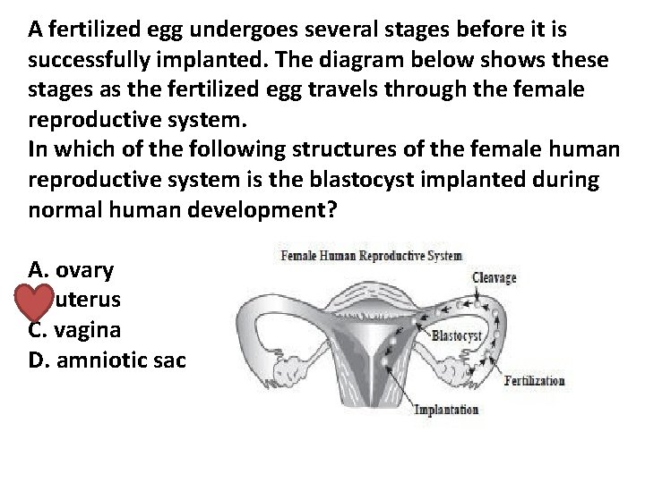 A fertilized egg undergoes several stages before it is successfully implanted. The diagram below