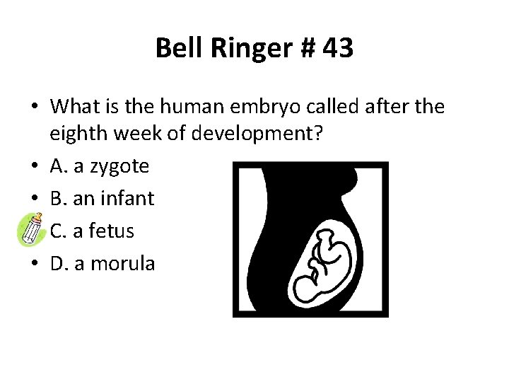 Bell Ringer # 43 • What is the human embryo called after the eighth