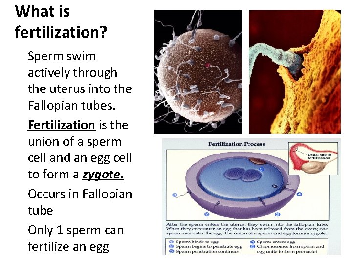 What is fertilization? ü Sperm swim actively through the uterus into the Fallopian tubes.