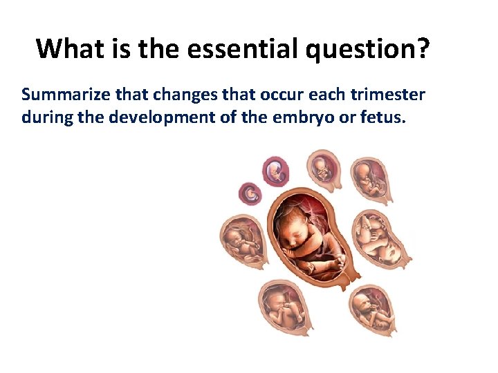 What is the essential question? Summarize that changes that occur each trimester during the