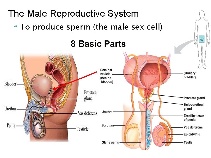 The Male Reproductive System To produce sperm (the male sex cell) 8 Basic Parts
