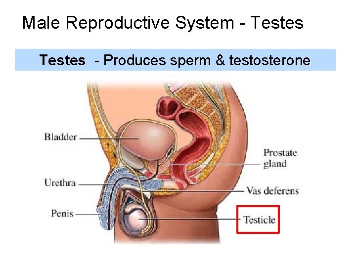 Male Reproductive System - Testes - Produces sperm & testosterone 