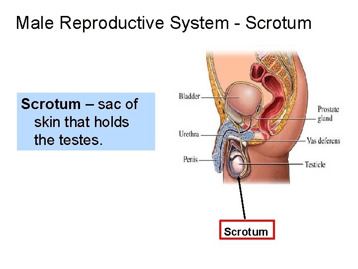 Male Reproductive System - Scrotum – sac of skin that holds the testes. Scrotum
