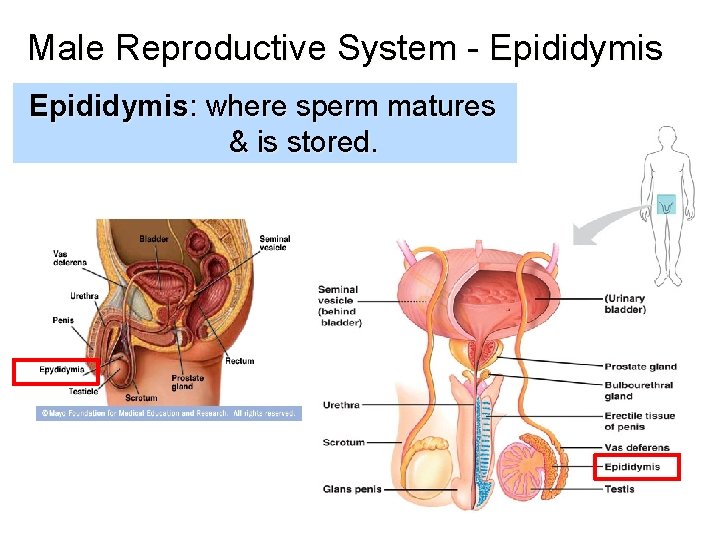 Male Reproductive System - Epididymis: where sperm matures & is stored. 