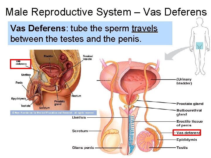 Male Reproductive System – Vas Deferens: tube the sperm travels between the testes and