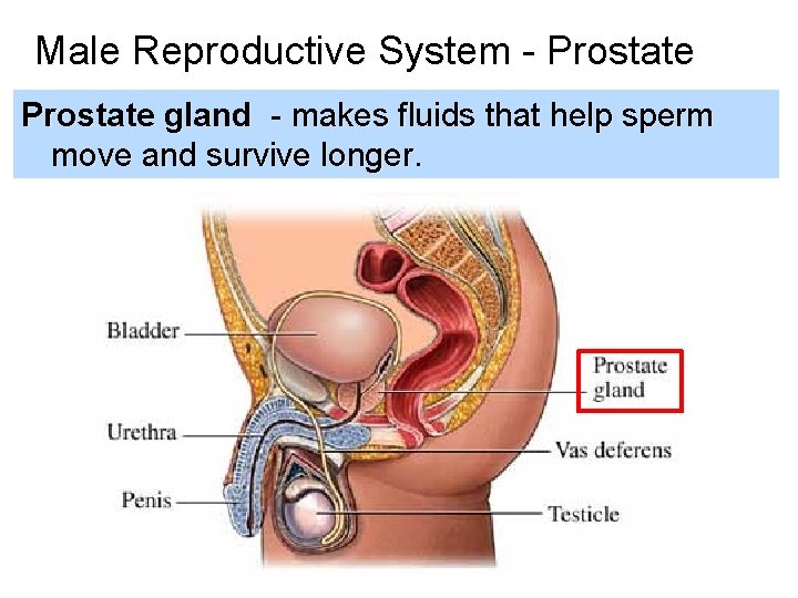 Male Reproductive System - Prostate gland - makes fluids that help sperm move and