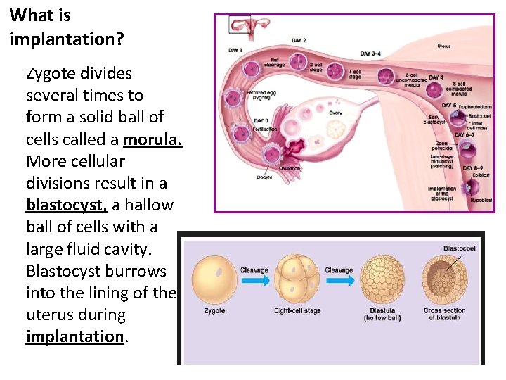What is implantation? ü Zygote divides several times to form a solid ball of