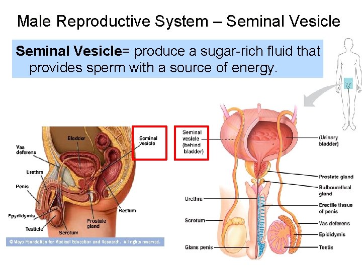 Male Reproductive System – Seminal Vesicle= produce a sugar-rich fluid that provides sperm with