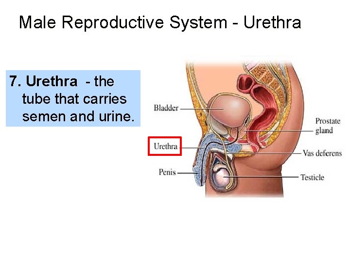 Male Reproductive System - Urethra 7. Urethra - the tube that carries semen and