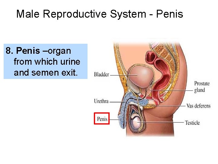 Male Reproductive System - Penis 8. Penis –organ from which urine and semen exit.