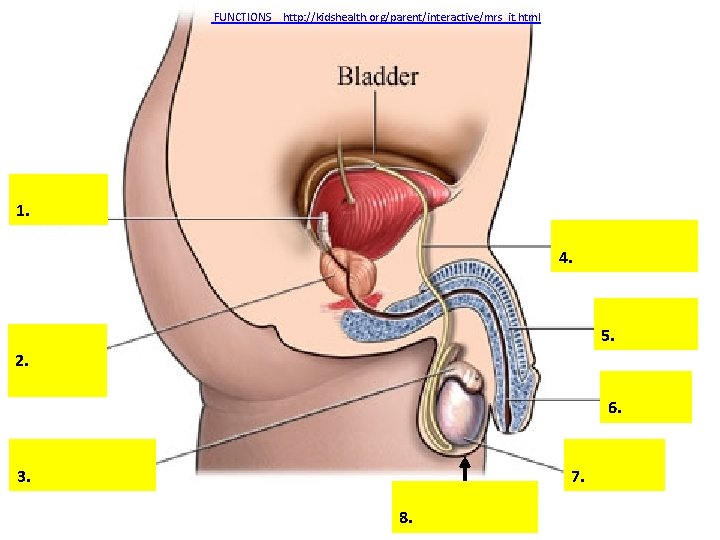 FUNCTIONS _ http: //kidshealth. org/parent/interactive/mrs_it. html 1. 4. 5. 2. 6. 3. 7. 8.