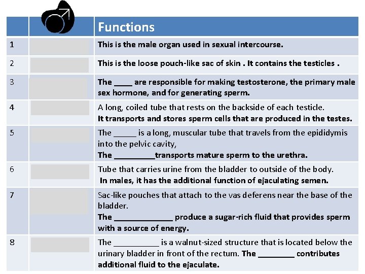 Functions 1 Penis This is the male organ used in sexual intercourse. 2 Scrotum: