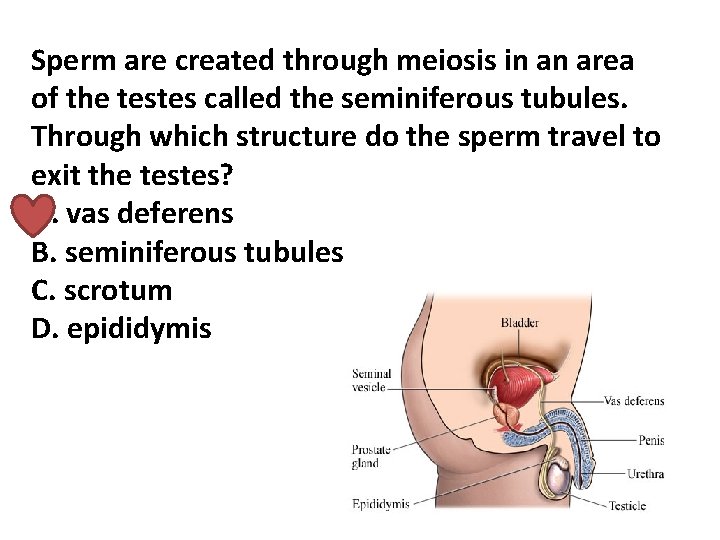 Sperm are created through meiosis in an area of the testes called the seminiferous