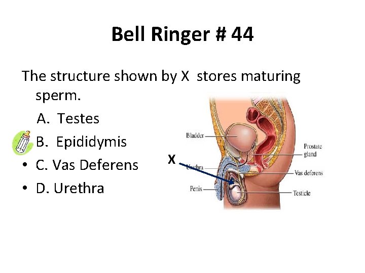 Bell Ringer # 44 The structure shown by X stores maturing sperm. A. Testes