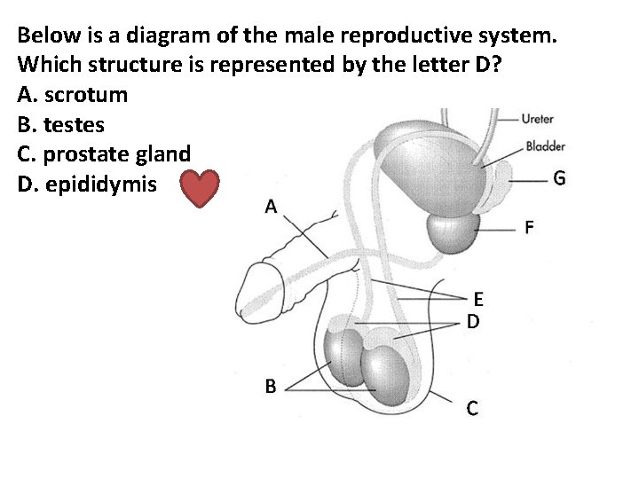 Below is a diagram of the male reproductive system. Which structure is represented by