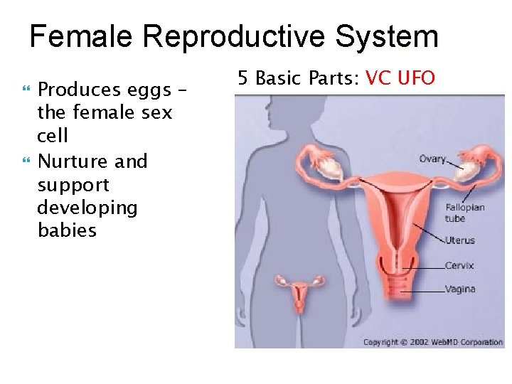 Female Reproductive System Produces eggs – the female sex cell Nurture and support developing