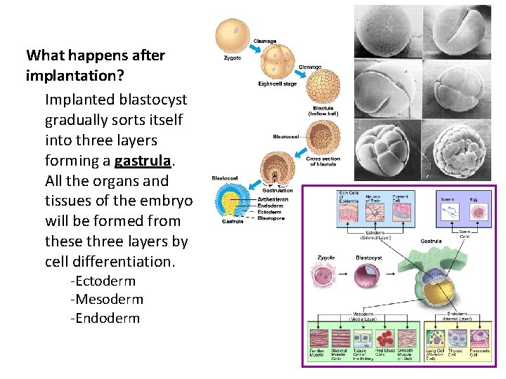 What happens after implantation? ü Implanted blastocyst gradually sorts itself into three layers forming