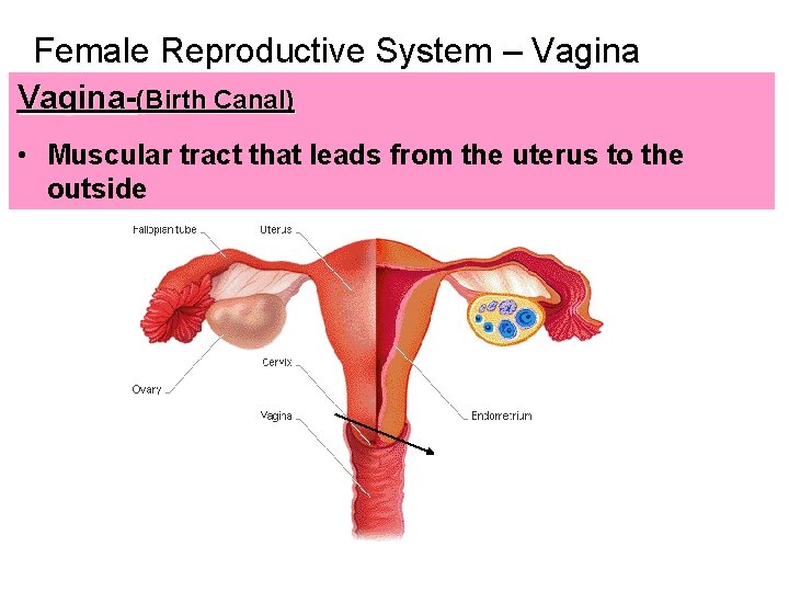 Female Reproductive System – Vagina-(Birth Canal) • Muscular tract that leads from the uterus