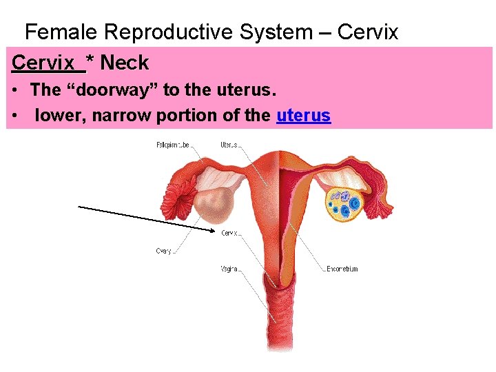Female Reproductive System – Cervix * Neck • The “doorway” to the uterus. •