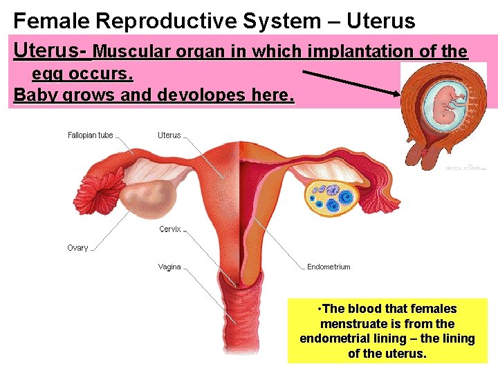 Female Reproductive System – Uterus- Muscular organ in which implantation of the egg occurs.