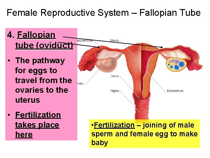Female Reproductive System – Fallopian Tube 4. Fallopian tube (oviduct) • The pathway for