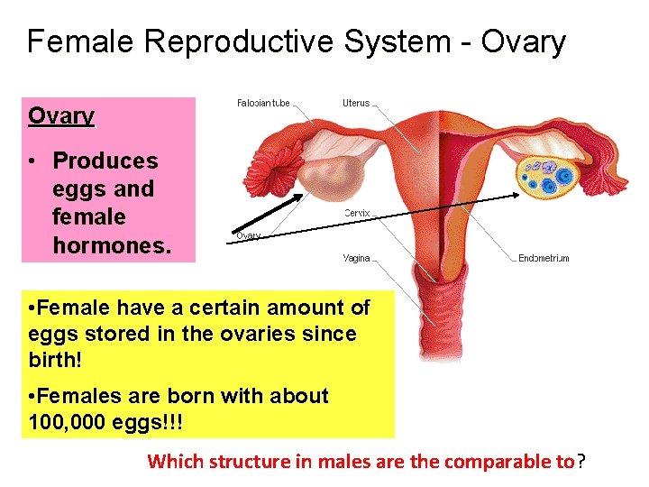 Female Reproductive System - Ovary • Produces eggs and female hormones. • Female have