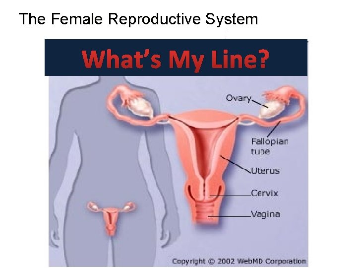 The Female Reproductive System What’s My Line? 